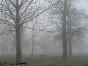 Magla u parku, © H.Lebo Andreis