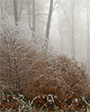 magla u šumi