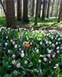 tulipani na rubu šume