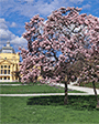 procvjetala magnolija na Trgu kralja Tomislava u Zagrebu